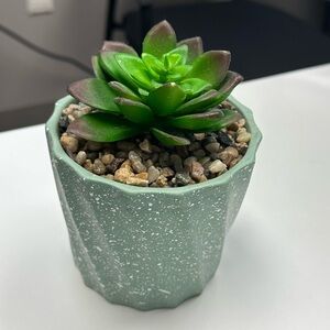 Green Succulent in Speckled Planter